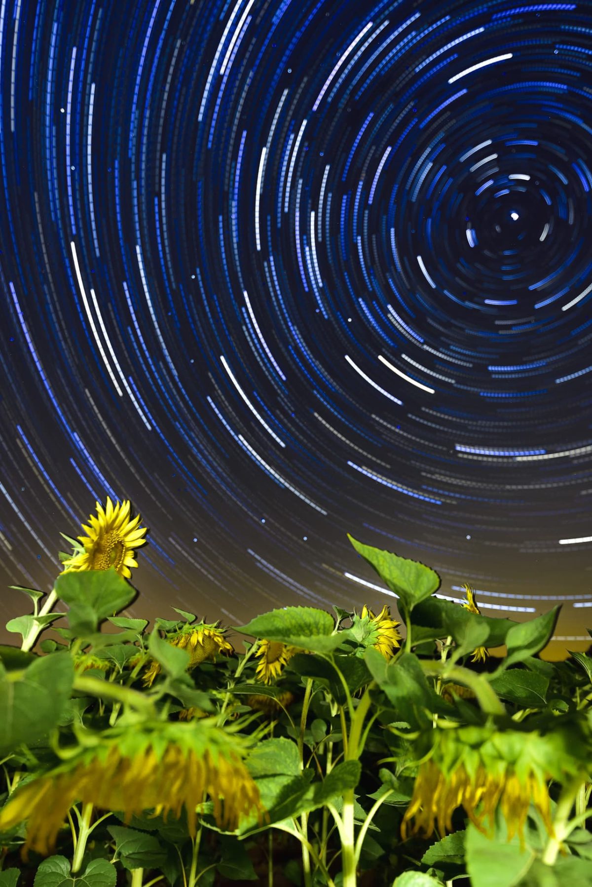 Star trails over sunflowers field